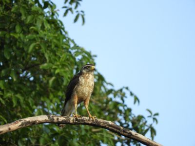 Barrett_DSCN4782_Roadside Hawk juvenile.JPG
