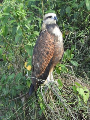 Barrett_DSCN4788_Black-collard Hawk juvenile.JPG