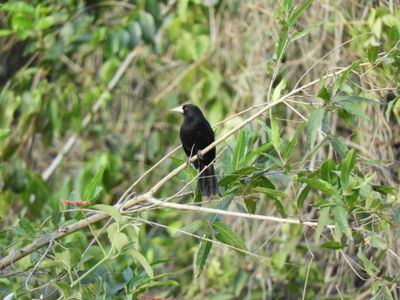 Barrett_DSCN4797_Solitary Black Cacique.JPG