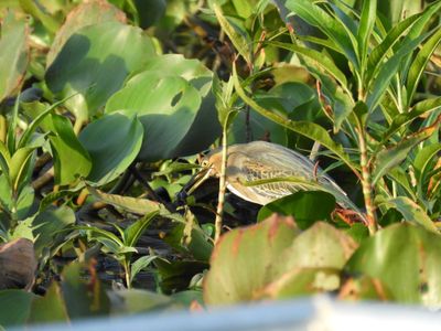 Barrett_DSCN4799_Striated Heron.JPG