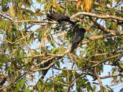 Barrett_DSCN4811_Black-fronted Nunbirds.JPG