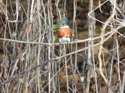 Barrett_DSCN4813_Green Kingfisher.JPG