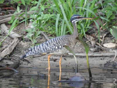 Barrett_DSCN4841_Sunbittern.JPG