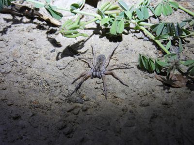 Barrett_DSCN4867_Wolf Spider sp.JPG