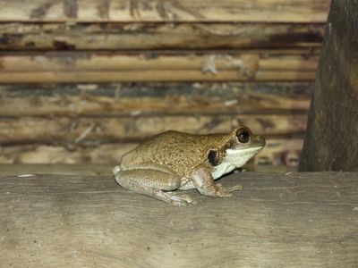 Barrett_DSCN4900_tree frog.JPG