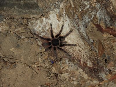 Barrett_DSCN4906_Bolivian Salmon Pink Tarantula.JPG
