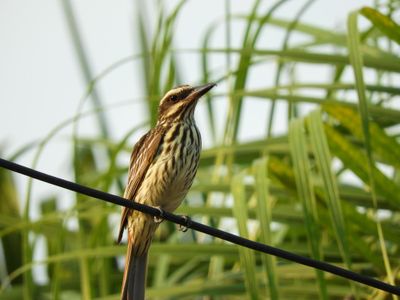 Barrett_DSCN4926_Streaked Flycatcher.JPG