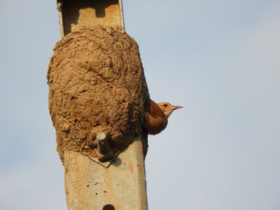 Barrett_DSCN4927_Rufous Hornero.JPG