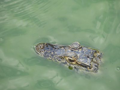 Barrett_DSCN4945_Yacare Caiman.JPG