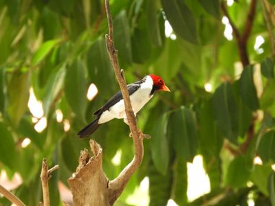 Barrett_DSCN4957_Yellow-billed Cardinal.JPG