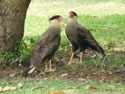 Barrett_DSCN4967_Crested Caracaras.JPG