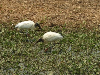 Barrett_DSCN4974_Wood Storks.JPG