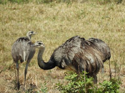 Barrett_DSCN4979_Greater Rheas.JPG