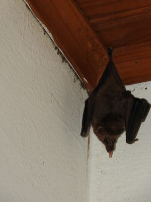 Barrett_DSCN4994_Long-tongued bat sp.JPG