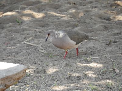 Barrett_DSCN5008_White-tipped Dove.JPG