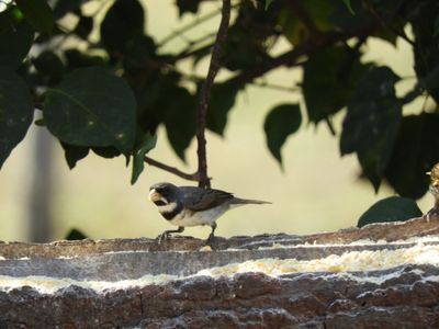 Barrett_DSCN5010_Double-collared Seedeater.JPG