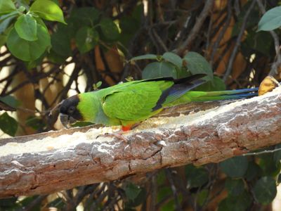 Barrett_DSCN5035_Nanday Parakeet.JPG
