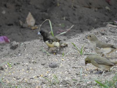 Barrett_DSCN5040_Yellow-bellied Seedeater.JPG