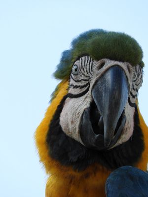 Barrett_DSCN5053_Blue-and-yellow Macaw.JPG