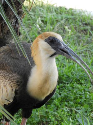 Barrett_DSCN5056_Buff-necked Ibis.JPG