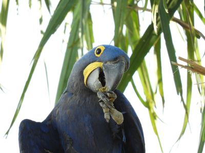 Barrett_DSCN5068_Hyacinth Macaw.JPG