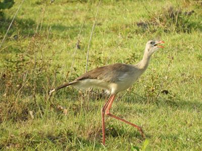 Barrett_DSCN5103_Red-legged Seriema.JPG