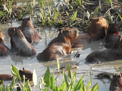 Barrett_DSCN5111_Capybaras.JPG