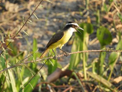 Barrett_DSCN5120_Boat-billed Flycatcher.JPG