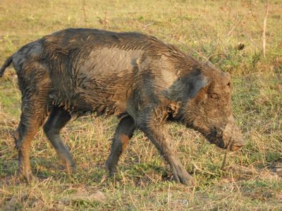 Barrett_DSCN5157_Wild Pig.JPG