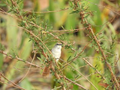 Barrett_DSCN5159_Yellow-chinned Spinetail.JPG