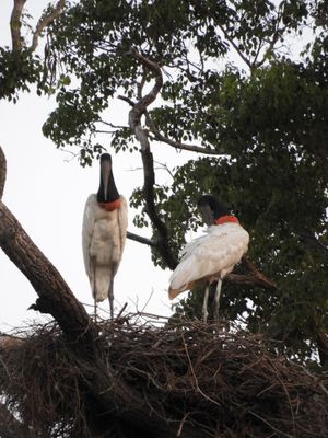 Barrett_DSCN5194_Jabiru on nest.JPG