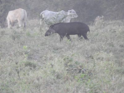 Barrett_DSCN5201_South American Tapir.JPG