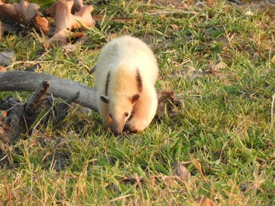 Barrett_DSCN5218_Southern Tamandua.JPG
