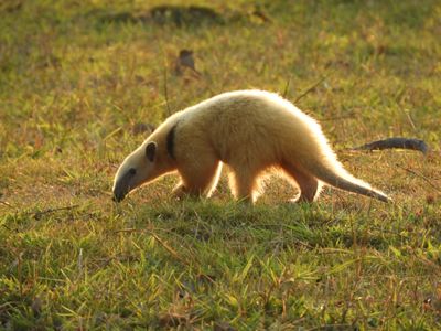 Barrett_DSCN5232_Southern Tamandua.JPG