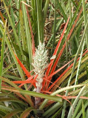 Barrett_DSCN5267_Bromelia balansae.JPG