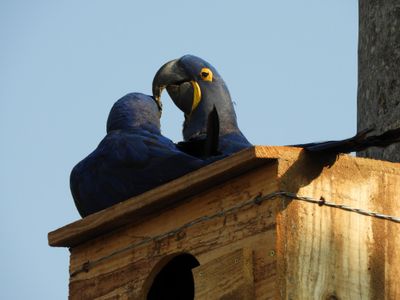 Barrett_DSCN5295_Hyacinth Macaw.JPG