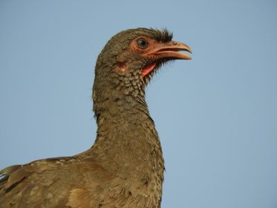 Barrett_DSCN5297_Chaco Chachalaca.JPG