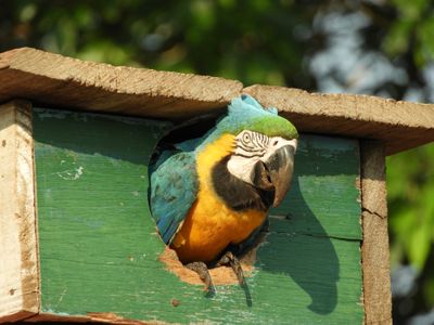 Barrett_DSCN5299_Blue-and-yellow Macaw.JPG