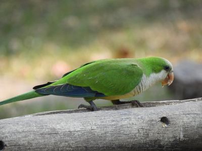 Barrett_DSCN5306_Monk Parakeet.JPG