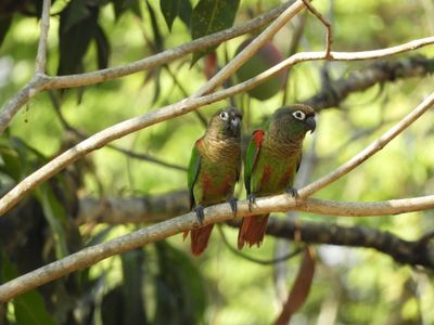 Barrett_DSCN5337_Blaze-winged Parakeets.JPG