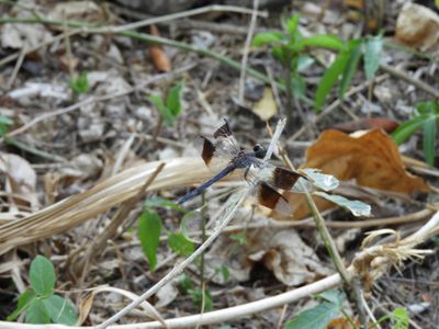 Barrett_DSCN5368_Band-winged Dragonlet.JPG