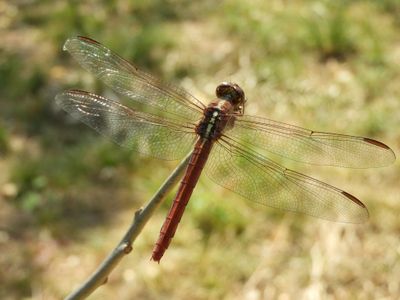 Barrett_DSCN5372_Skimmer sp.JPG