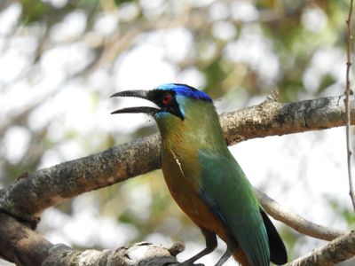 Barrett_DSCN5380_Amazonian Motmot.JPG