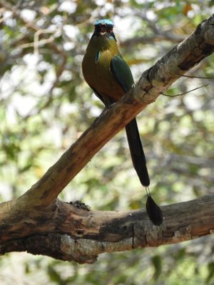 Barrett_DSCN5382_Amazonian Motmot.JPG
