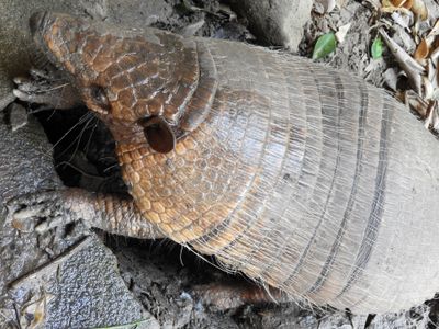 Barrett_DSCN5393_Six-banded Armadillo.JPG
