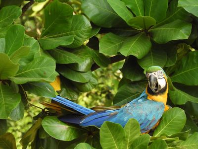 Barrett_DSCN5433_Blue-and-yellow Macaw.JPG
