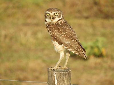 Barrett_DSCN5437_Burrowing Owl.JPG