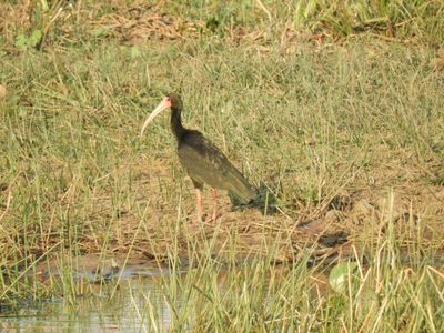 Barrett_DSCN5448_Bare-faced Ibis.JPG