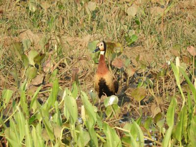 Barrett_DSCN5452_White-faced Whistling-Duck.JPG