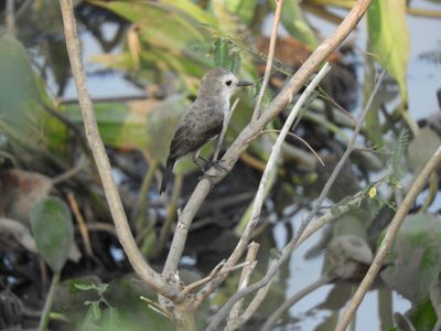 Barrett_DSCN5466_White-headed Marsh Tyrant_female.JPG